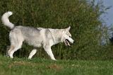 SIBERIAN HUSKY 812